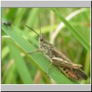 Chorthippus brunneus - Brauner Grashuepfer 01.jpg